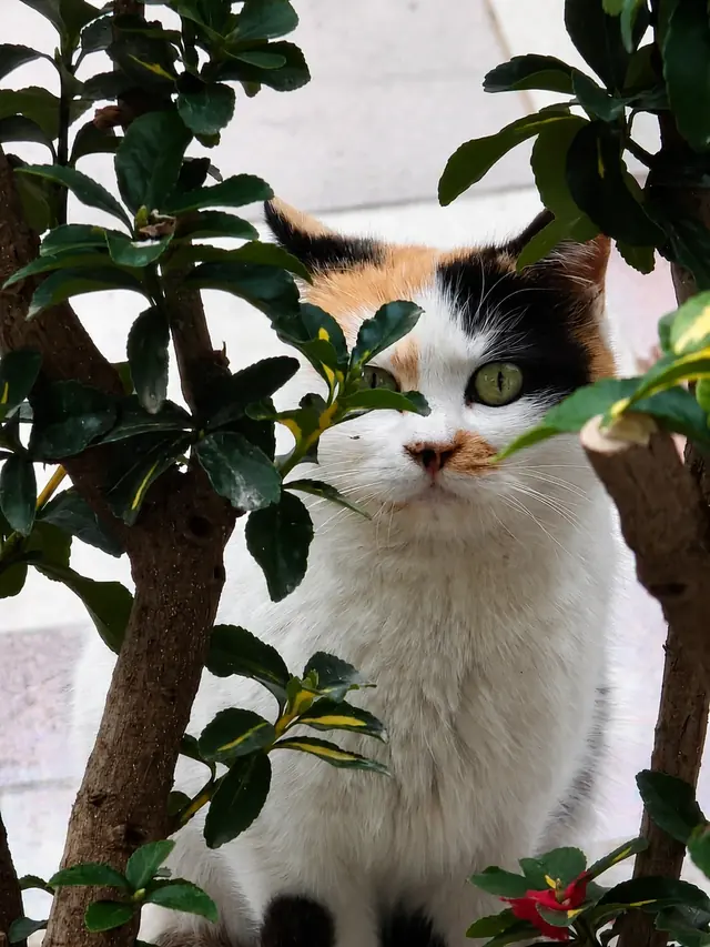 A calico cat looking out from behind the leaves of a houseplant